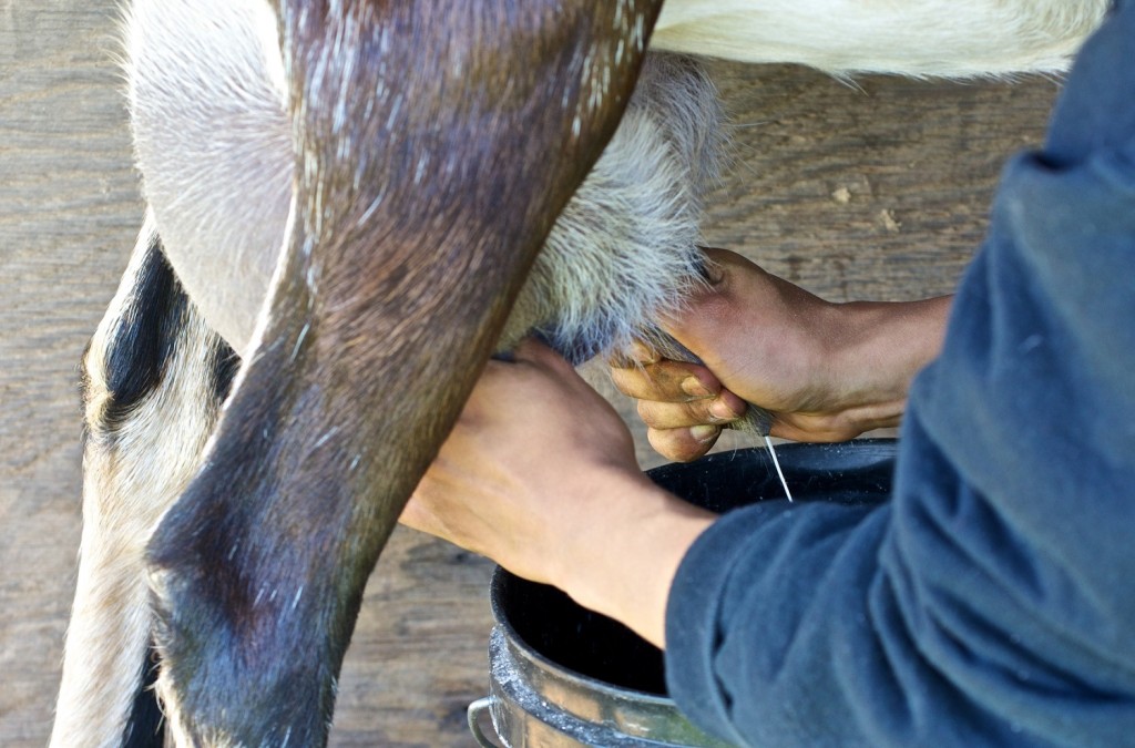 sept_23_littlevalleycsa_46_2013-09-23_12-06-25_dsc_7829